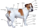 anatomy-anotated_jack_russell